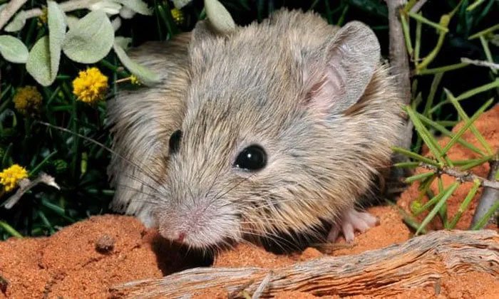 Phát hiện loài chuột tưởng đã tuyệt chủng một thế kỷ trước ở Australia