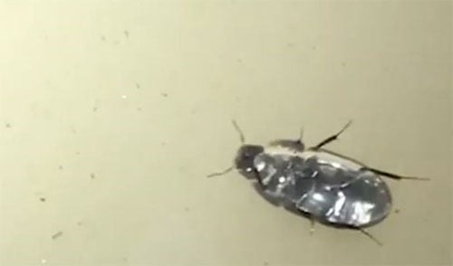 Phát hiện loài côn trùng kỳ lạ có ''siêu năng lực'' độc nhất vô nhị