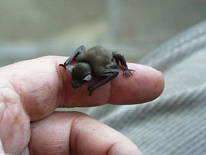 Phát hiện loài động vật có vú nhỏ nhất thế giới, chỉ nặng 2 gram