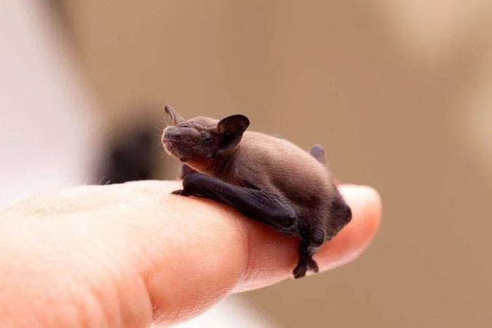 Phát hiện loài động vật có vú nhỏ nhất thế giới, chỉ nặng 2 gram