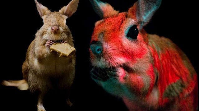 Phát hiện loài động vật mới có khả năng phát quang sinh học trong bóng tối