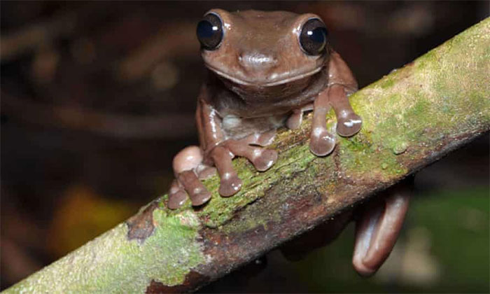 Phát hiện loài ếch cây màu chocolate bí ẩn
