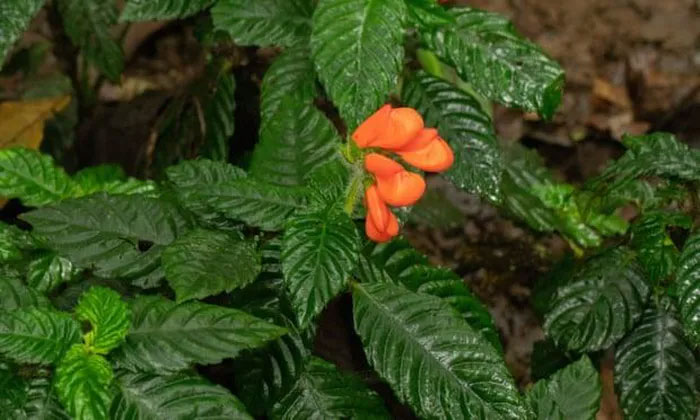 Phát hiện loài hoa dại tưởng đã tuyệt chủng 40 năm trước tại Ecuador