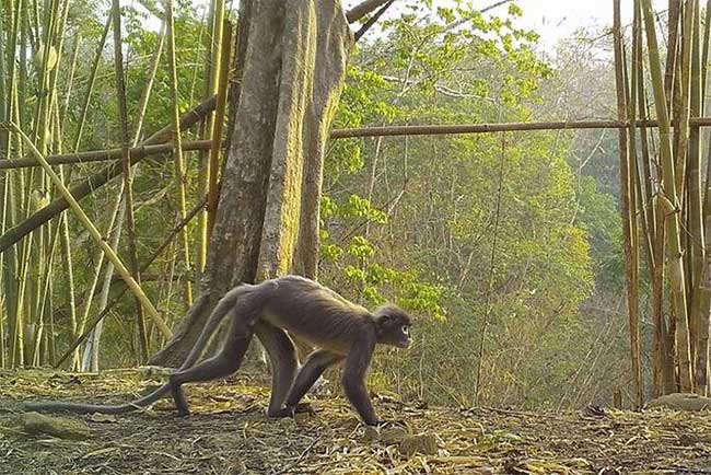 Phát hiện loài khỉ ma mới và rắn hổ mây màu cam ở khu vực Mekong