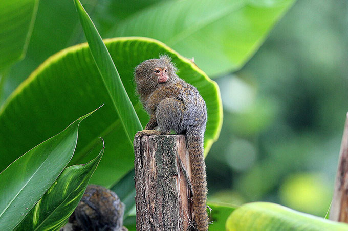 Phát hiện loài khỉ nhỏ nhất thế giới