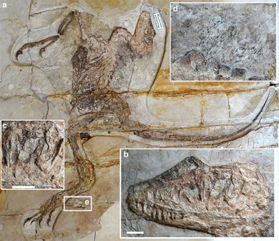 Phát hiện loài khủng long lai chim chưa từng biết ở Trung Quốc