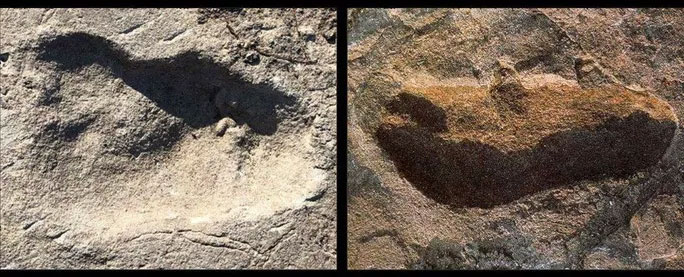 Phát hiện loài mới 3,7 triệu tuổi: Người mang bước chân gấu