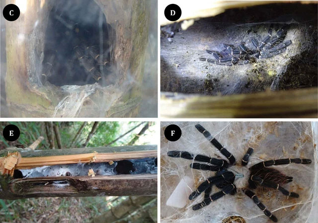 Phát hiện loài nhện khổng lồ Tarantula mới ẩn nấp bên trong thân tre