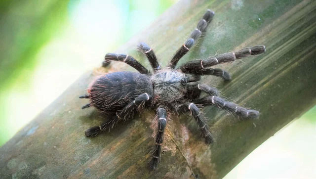 Phát hiện loài nhện khổng lồ Tarantula mới ẩn nấp bên trong thân tre