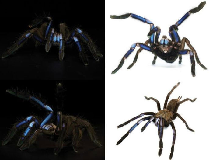 Phát hiện loài nhện xanh như tia lửa điện đầy mê hoặc ở Thái Lan