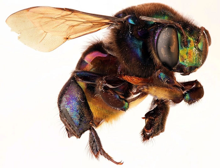 Phát hiện loài ong phong lan mới tại Mexico
