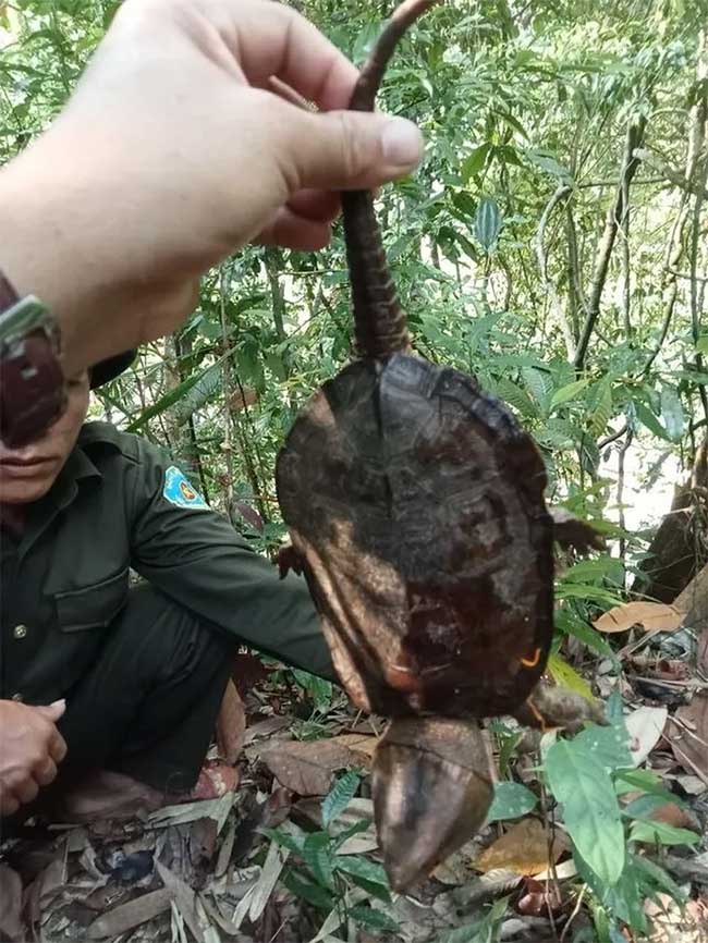 Phát hiện loài rùa đầu to cực kỳ quý hiếm ở Quảng Nam