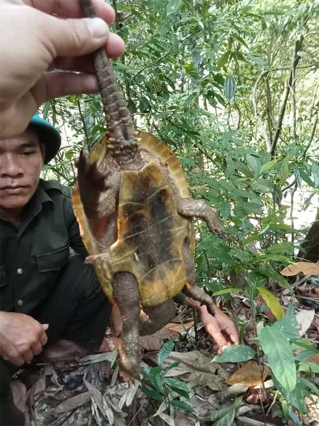 Phát hiện loài rùa đầu to cực kỳ quý hiếm ở Quảng Nam