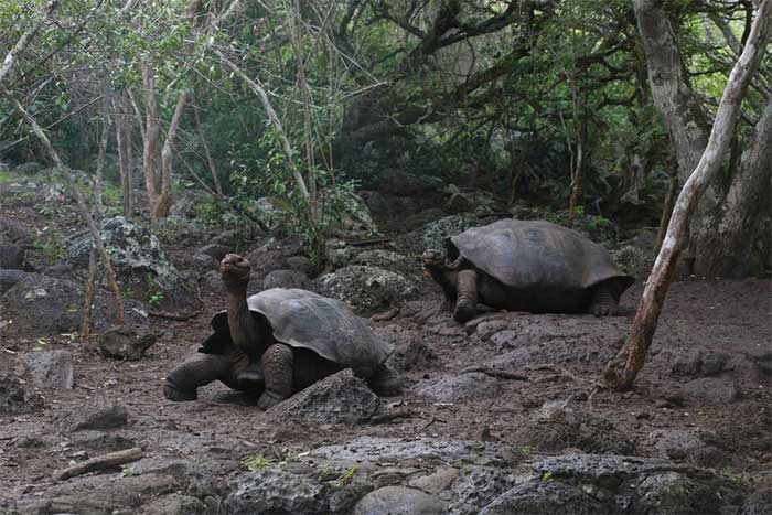 Phát hiện loài rùa khổng lồ mới tại quần đảo Galapagos