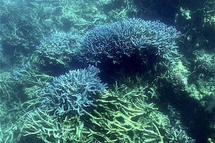 Phát hiện loài san hô phổ biến ở Biển Đỏ di cư đến Địa Trung Hải