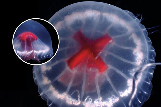 Phát hiện loài sứa lạ gần Nhật Bản có thể chứa vô số nọc độc và 240 xúc tu!