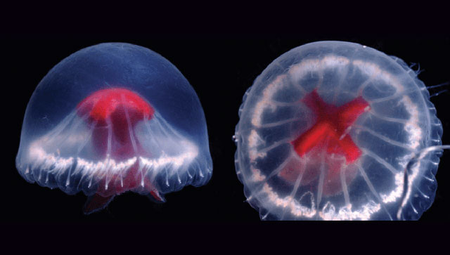 Phát hiện loài sứa lạ gần Nhật Bản có thể chứa vô số nọc độc và 240 xúc tu!