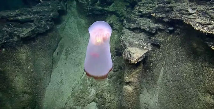 Phát hiện loài sứa lạ không có xúc tu bắt mồi