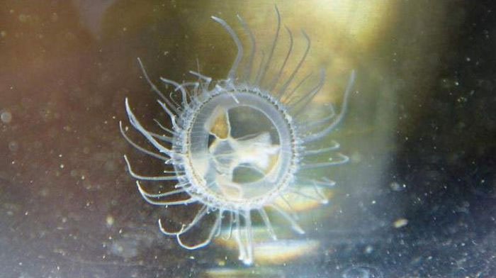 Phát hiện loài sứa nước ngọt hiếm thấy ở Trung Quốc