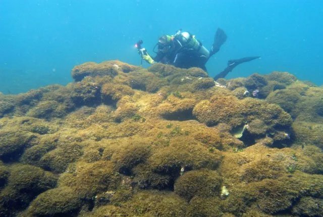 Phát hiện loài tảo bí ẩn tại rạn san hô ở Hawaii