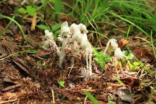 Phát hiện loài thực vật bạch tạng quý hiếm ở Cát Lâm