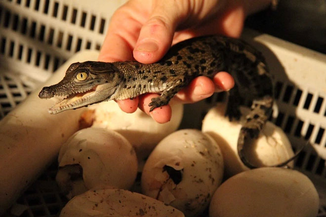 Phát hiện loại trứng cá sấu cổ đại có vỏ dày nhất thế giới