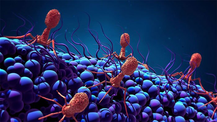 Phát hiện loại virus khổng lồ ăn sống vi khuẩn