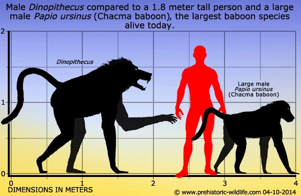 Phát hiện loài vượn khủng bố - một trong những loài vượn lớn nhất từng tồn tại trên Trái đất