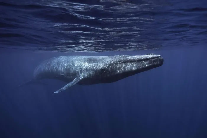 Phát hiện mới gây sửng sốt về tiếng kêu của cá voi xanh
