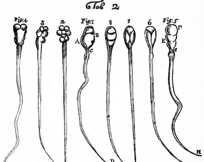 Phát hiện mới về cách hoạt động của tinh trùng, đánh đổ quan niệm sai lầm suốt 300 năm nay