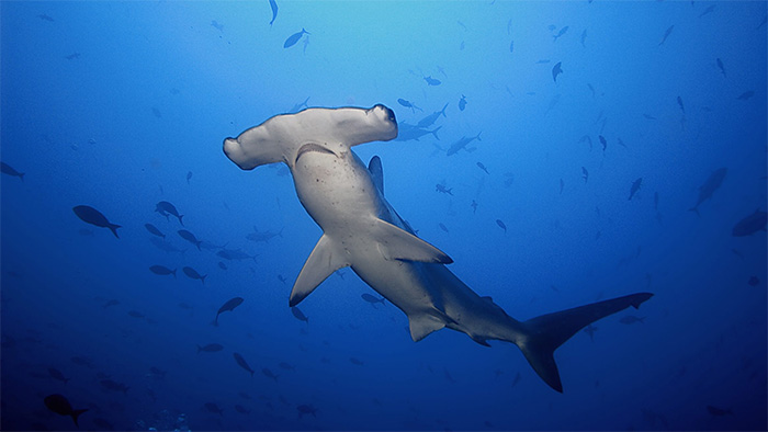 Phát hiện mới về loài cá mập búa làm choáng váng giới khoa học