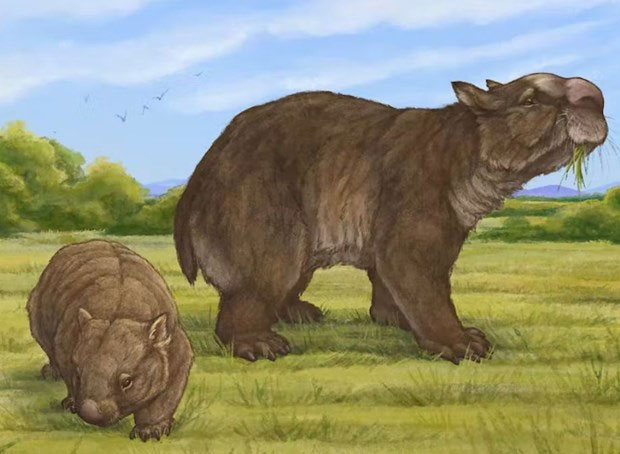 Phát hiện mới về loài gấu túi khổng lồ có từ cách đây 80.000 năm