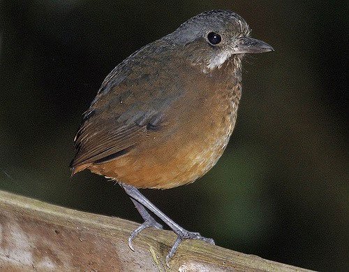 Phát hiện một loài chim mới siêu nhút nhát ở Colombia