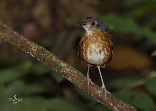 Phát hiện một loài chim mới siêu nhút nhát ở Colombia