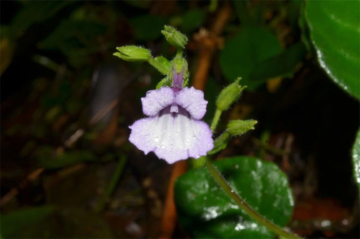 Phát hiện một loài hoa mới tuyệt đẹp, chưa từng thấy ở Việt Nam