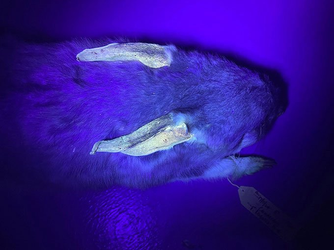 Phát hiện một số loài động vật phát sáng dưới tia UV