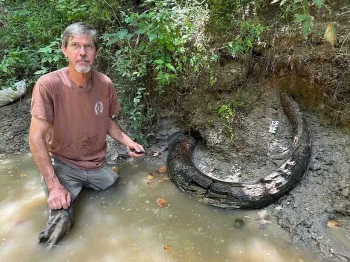 Phát hiện ngà voi ma mút khổng lồ ở Mississippi