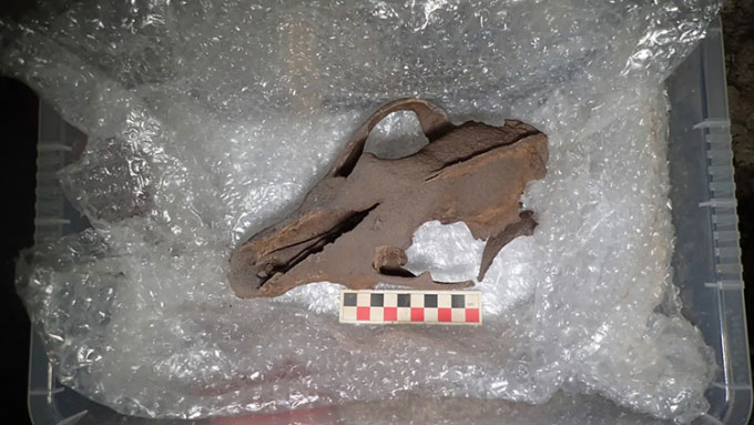 Phát hiện nghĩa địa xương động vật từ kỷ Băng hà tại Anh