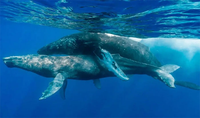 Phát hiện ngoài tưởng tượng về đời sống tình dục của cá voi lưng gù