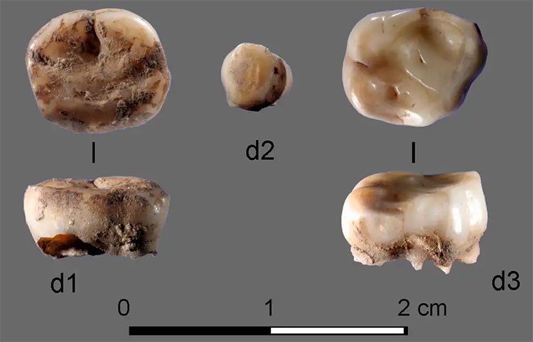 Phát hiện người thời kỷ băng hà ở Siberia thông qua răng sữa