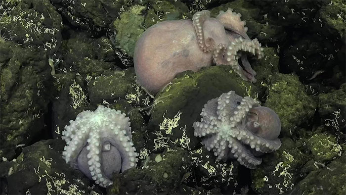 Phát hiện nhà trẻ bạch tuộc dưới biển sâu 2.800m