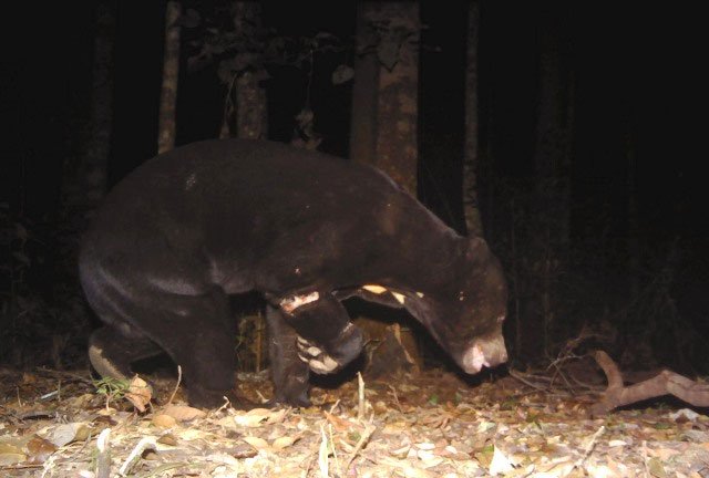 Phát hiện nhiều loài thú quý hiếm ở Vườn quốc gia Bidoup-Núi Bà