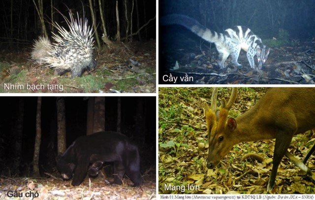 Phát hiện nhiều loài thú quý hiếm ở Vườn quốc gia Bidoup-Núi Bà