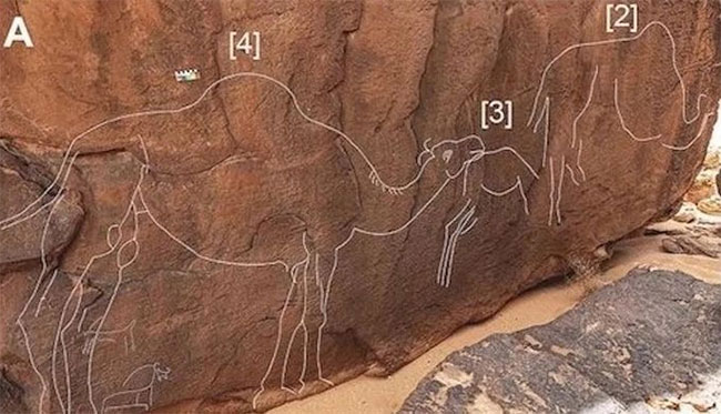 Phát hiện những bức chạm lạc đà bí ẩn trên đá