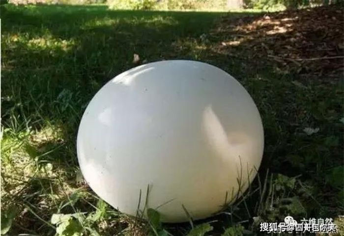 Phát hiện quả trứng khổng lồ trên bãi cỏ, du khách hỏi dân địa phương và biết được sự thật ngỡ ngàng