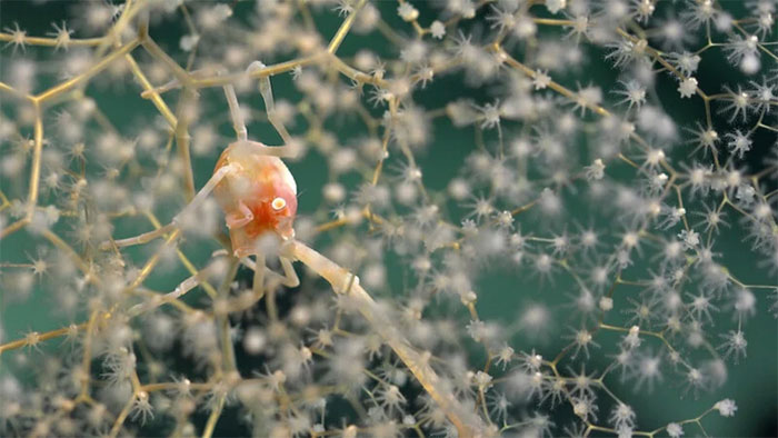Phát hiện quái vật spaghetti bay và nhiều loài lạ lùng dưới biển sâu