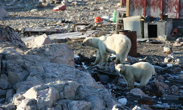 Phát hiện quần thể gấu Bắc Cực mới ở Greenland