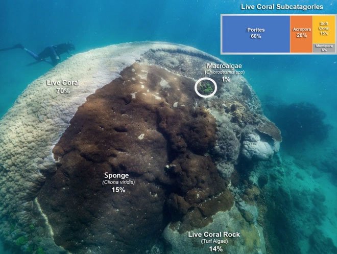 Phát hiện quần thể san hô cổ đại khổng lồ 400 năm tuổi