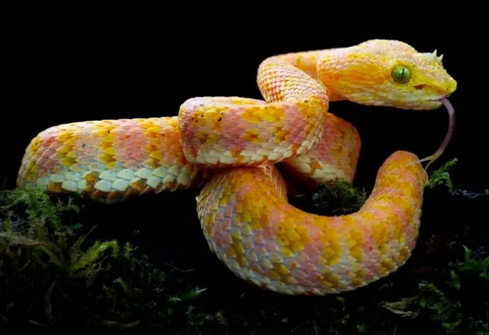 Phát hiện ra 5 loài rắn lục mới dựa vào vết cắn