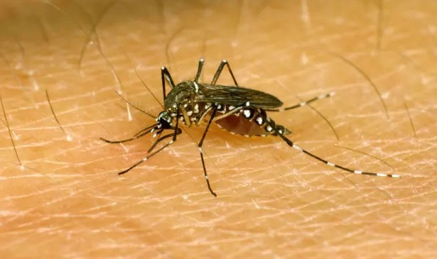 Phát hiện ra cơ chế khác lạ khiến muỗi luôn đánh hơi được người